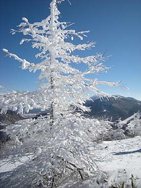 080127霧氷浅間山