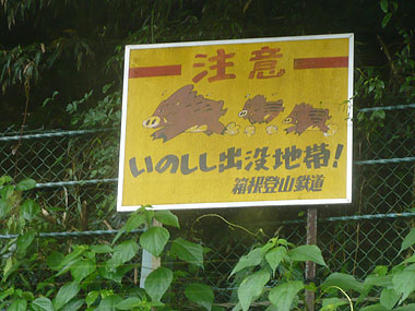 080531猪注意