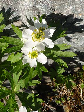 100718北岳の花
