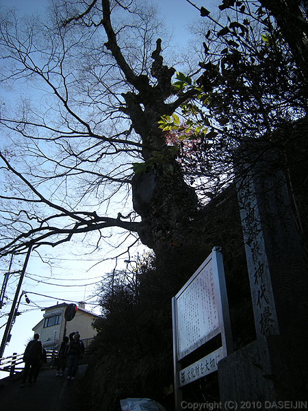 101128御岳山・御岳の神代ケヤキ