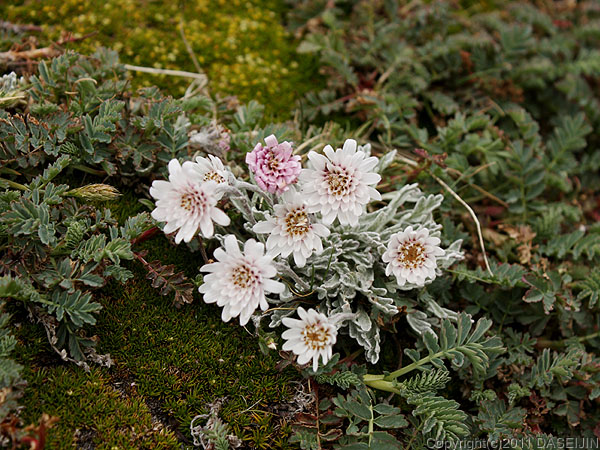 110106フエゴ島・ウスアイア、マルティアル氷河の花1