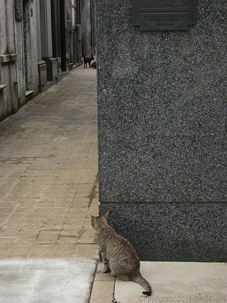 110108ブエノスアイレス・レコレータ墓地の猫