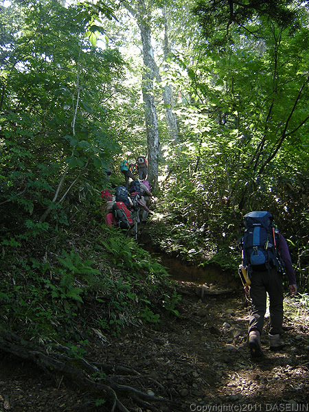 110716太郎平への登山道の始めは樹林帯