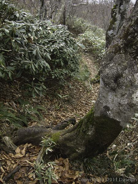 111105谷川岳・大源太山への道は潅木と笹