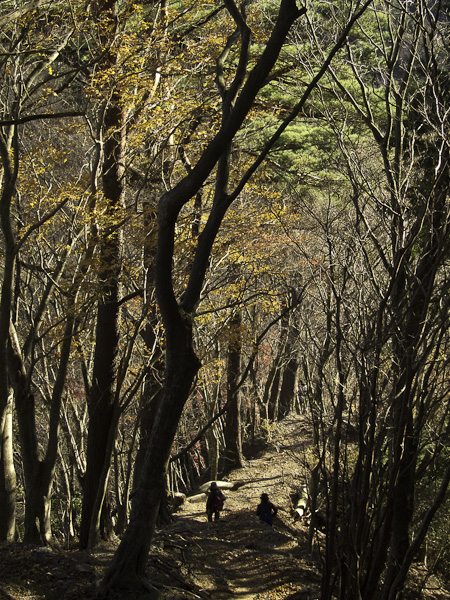 111204丹沢・鍋割山から下山