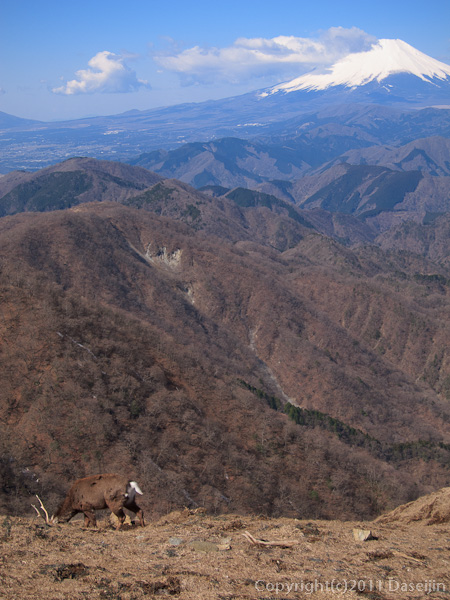 120407丹沢・塔ノ岳山頂、富士山と鹿