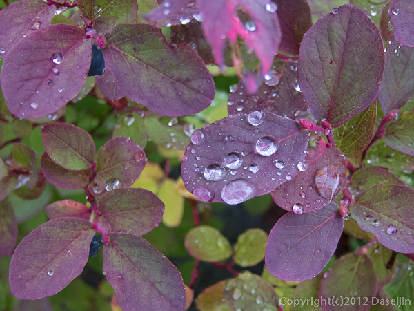 120923北穂前尾根・紅葉に水玉