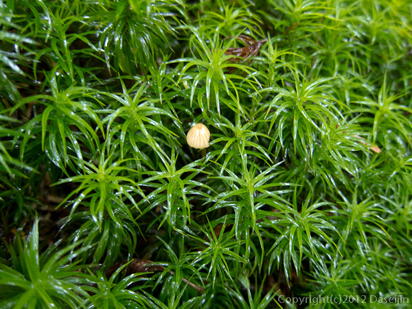120923北穂前尾根・青々とした苔にキノコ